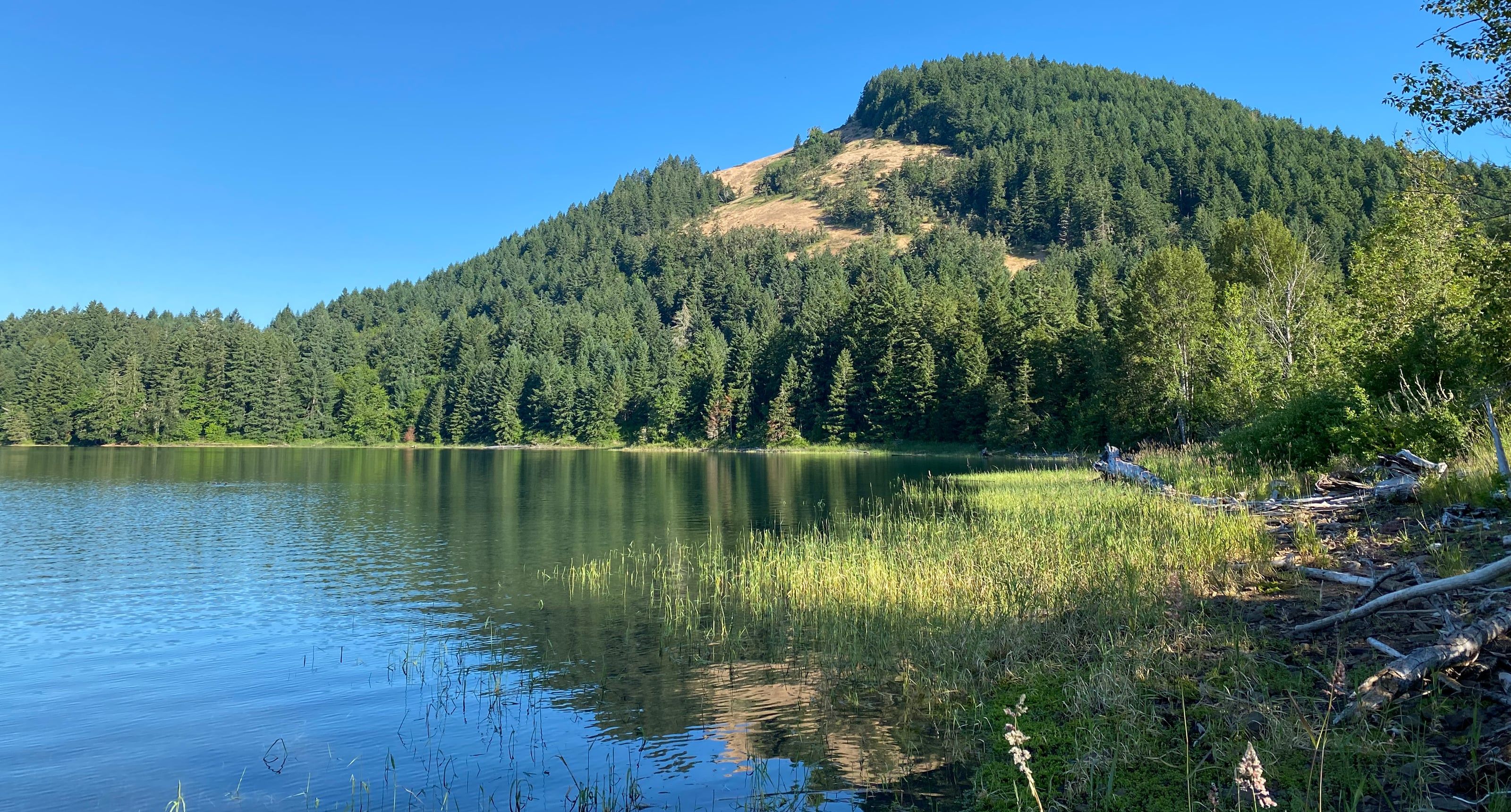 Grassy lakeshore with reeds below a forested slope and open grassy bald