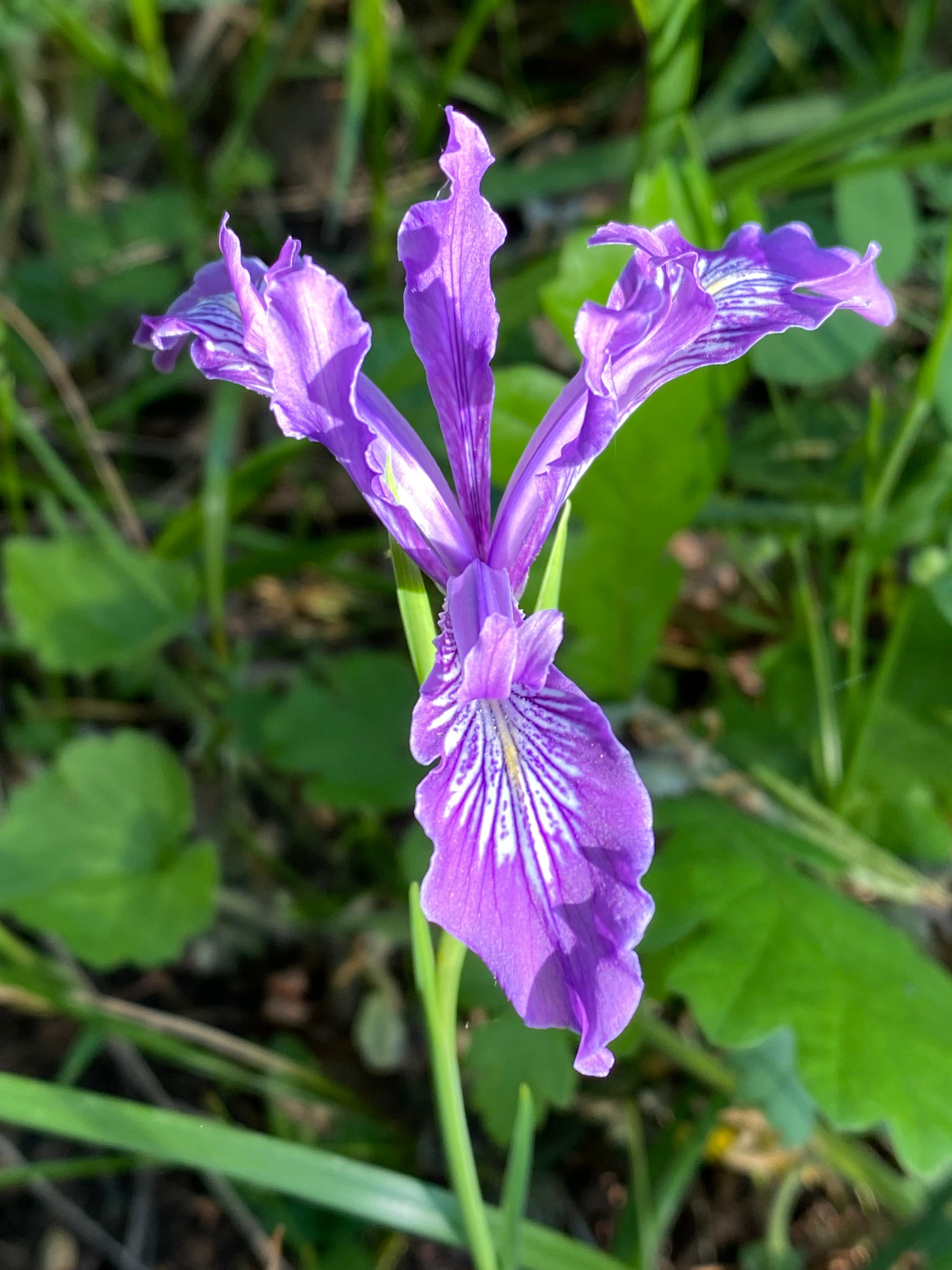 Oregon iris in bloom — purple petals with white-veined falls