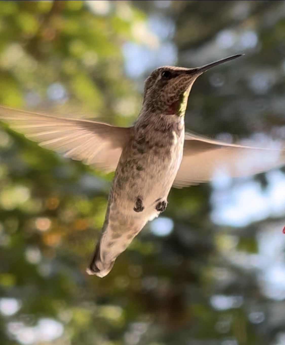 Anna's hummingbird hovering against green canopy bokeh