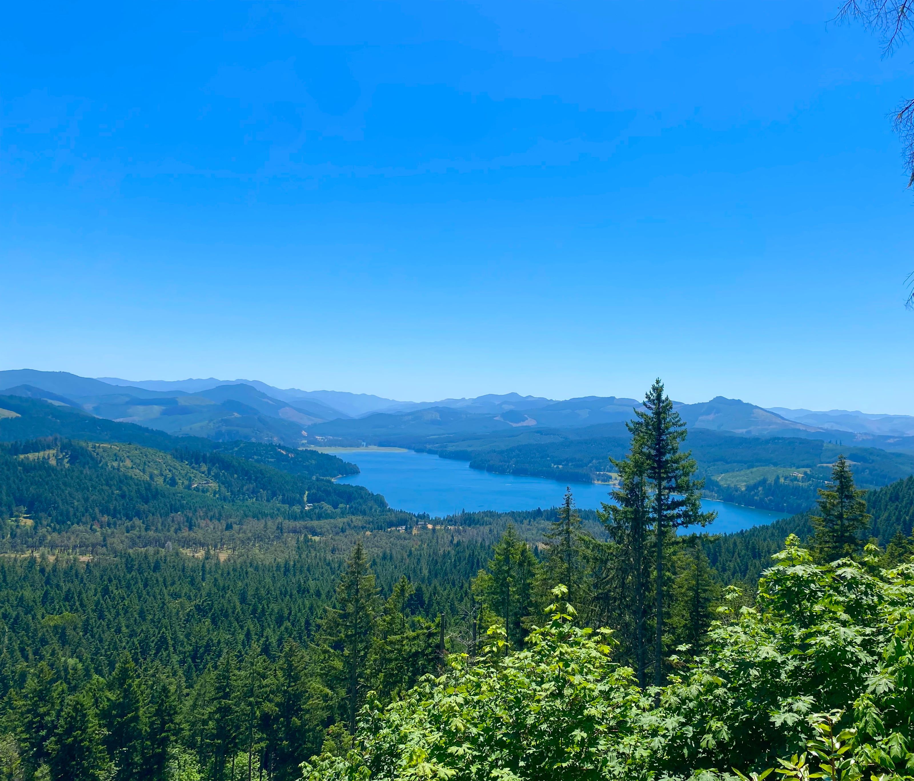Ridge panorama in high summer — Dorena Lake below, framed by Douglas-firs and bigleaf maple
