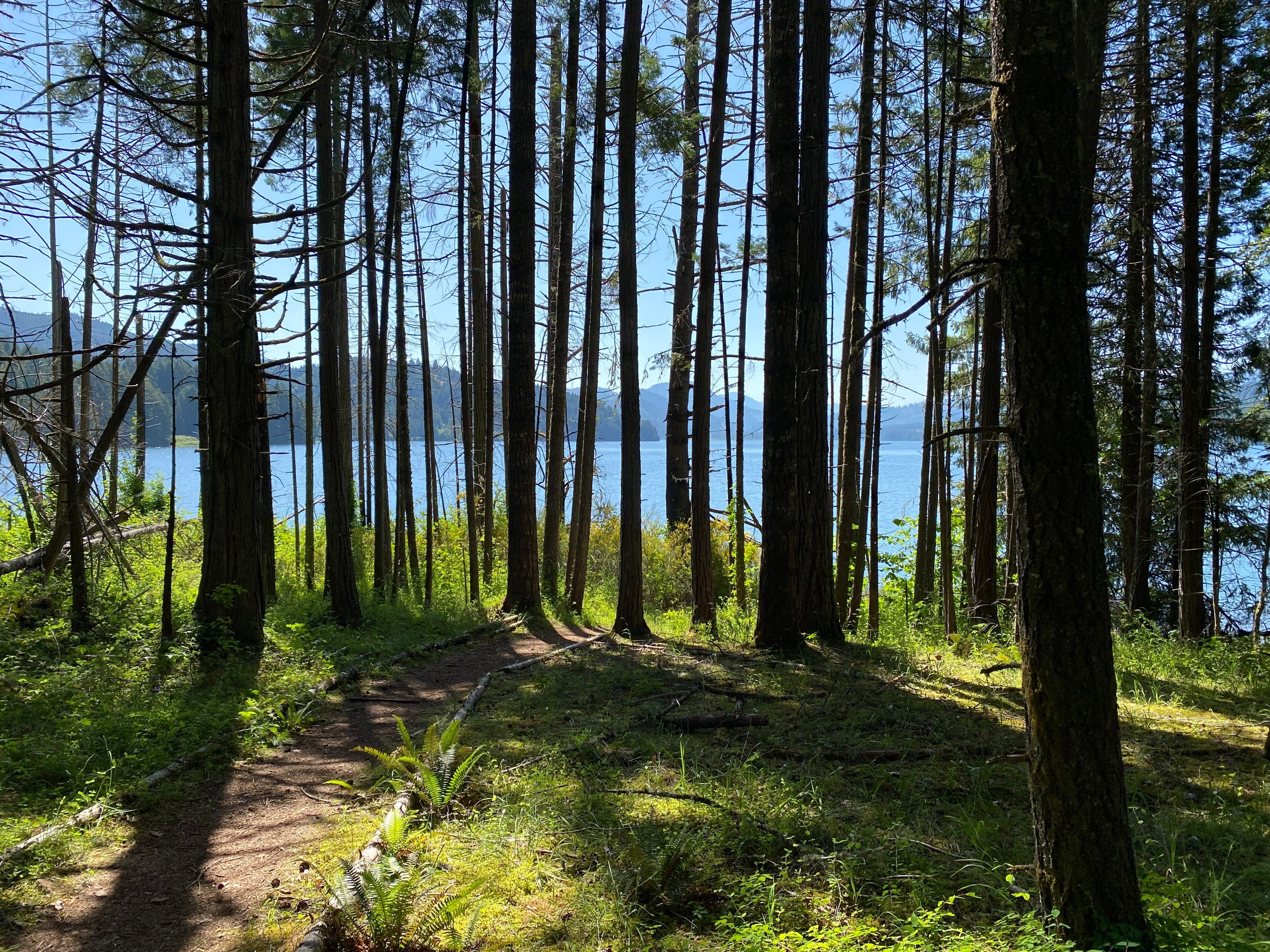 Footpath through a Douglas-fir grove opening onto the lake, sun through the trunks