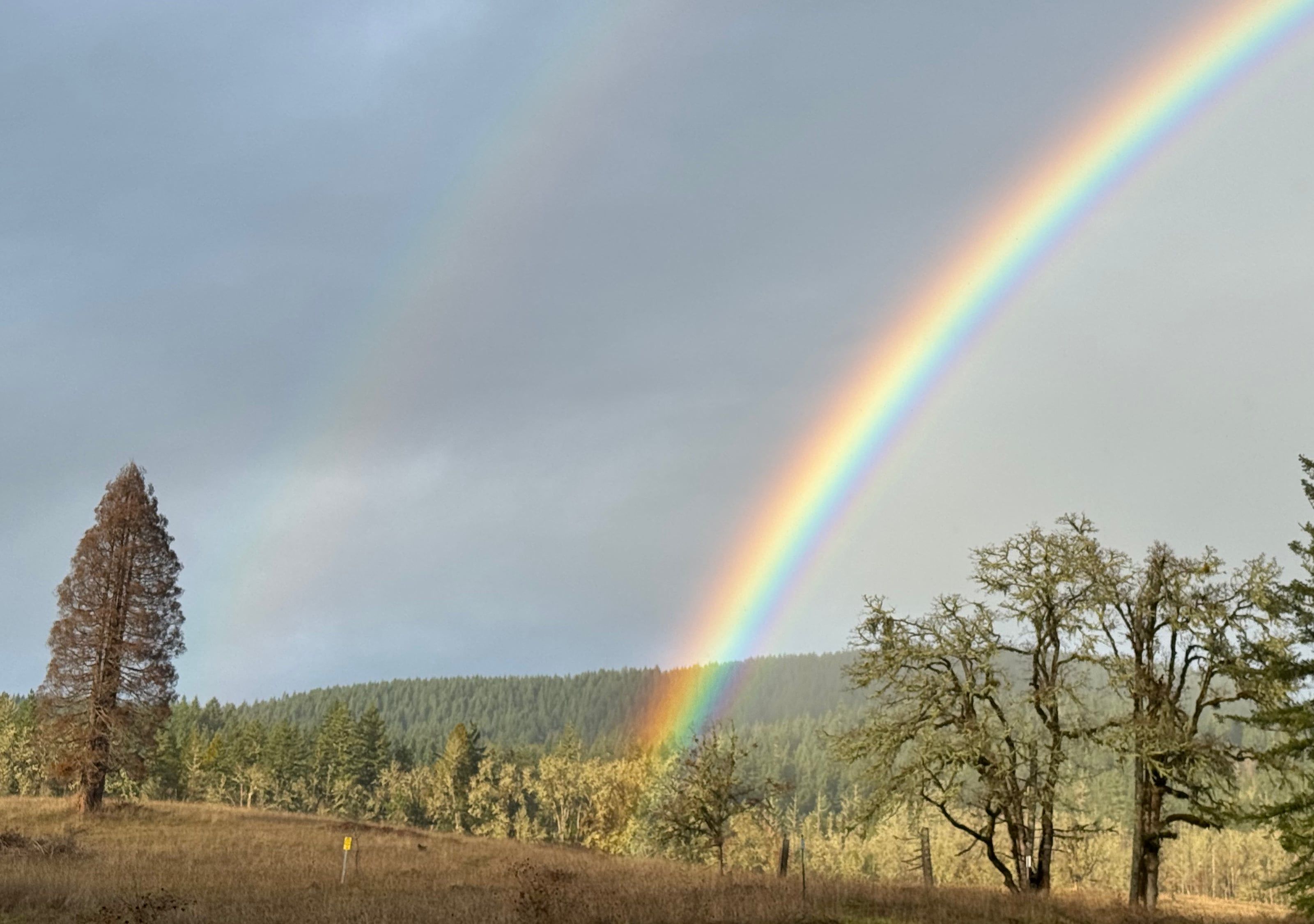 Double rainbow over the oak savanna meadow, moss-draped oaks in dry winter grass